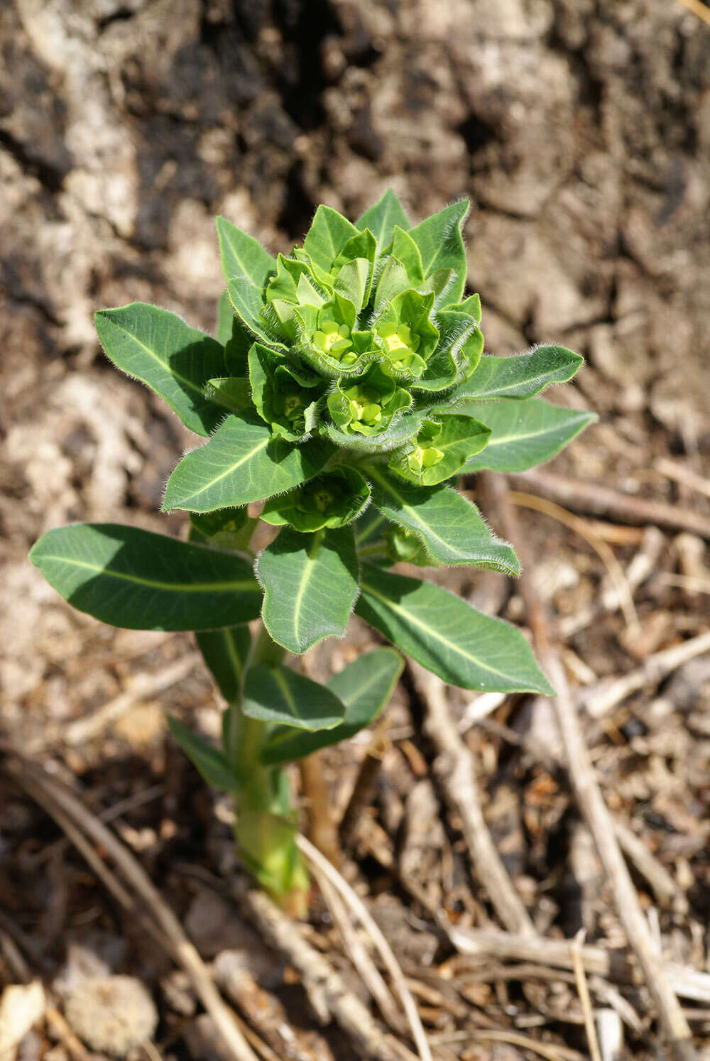 Слика од Euphorbia lucorum Rupr.