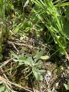 Sivun Antennaria corymbosa E. E. Nelson kuva