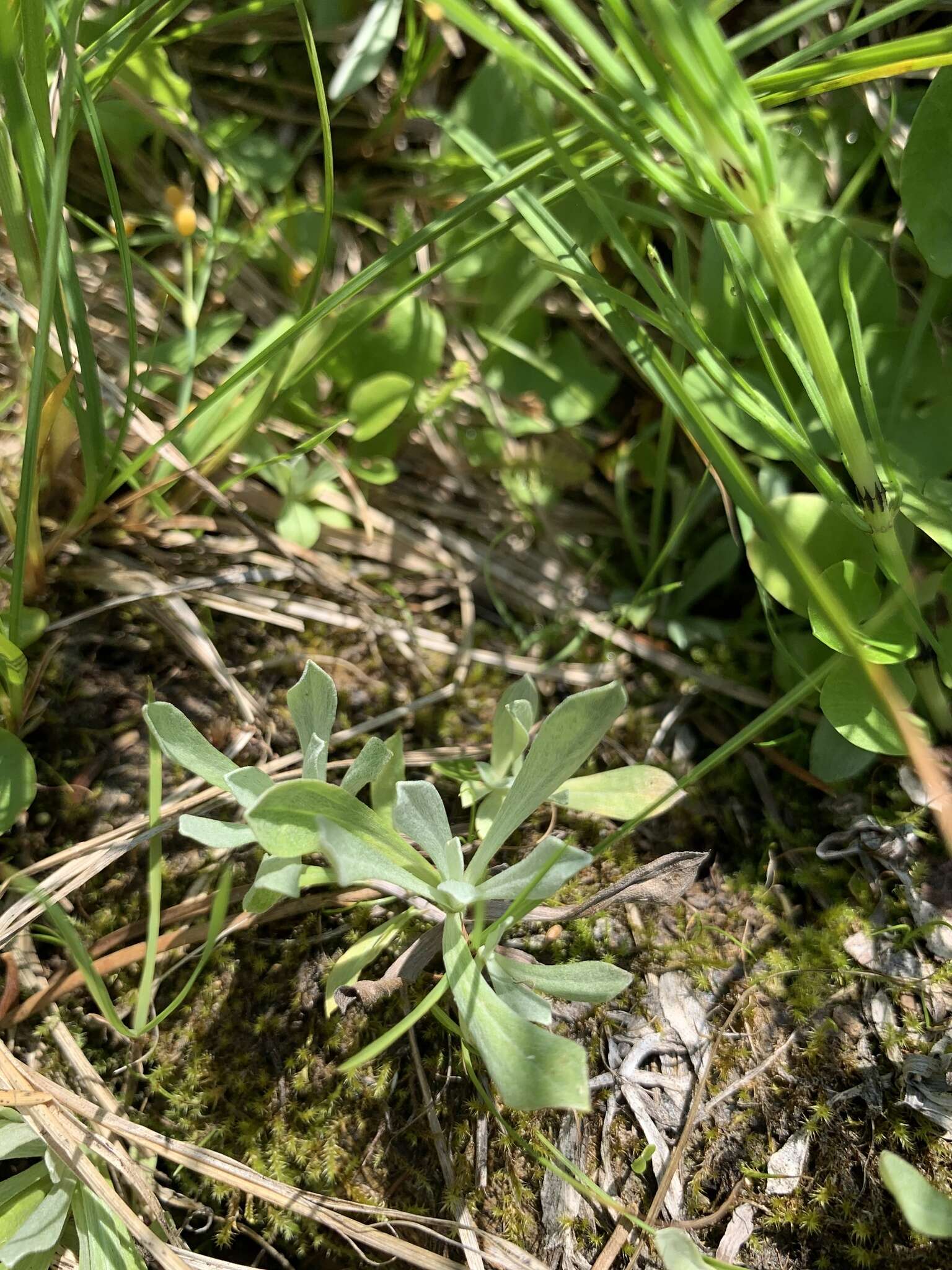 Imagem de Antennaria corymbosa E. E. Nelson