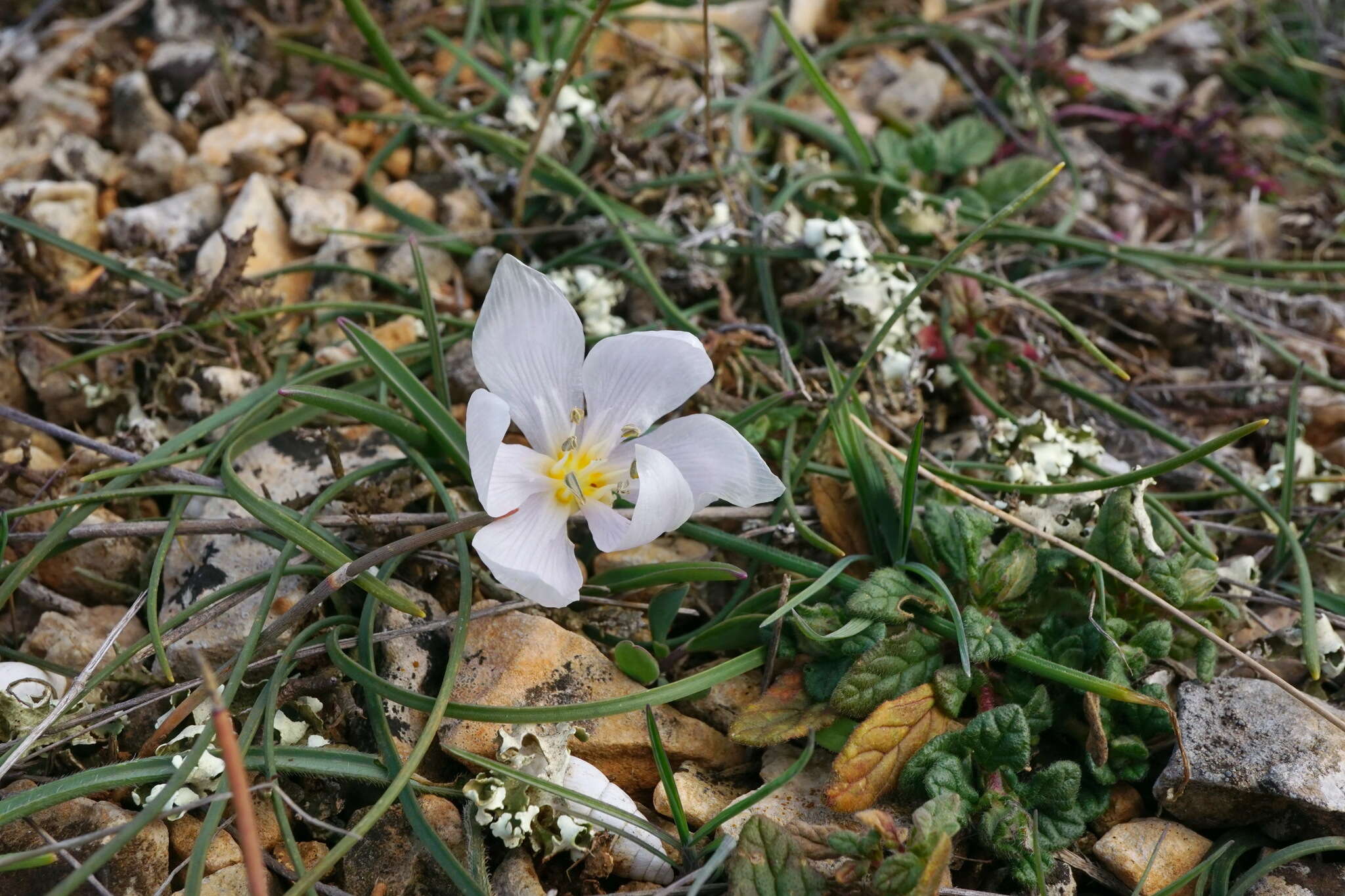 Image de Colchicum triphyllum Kunze