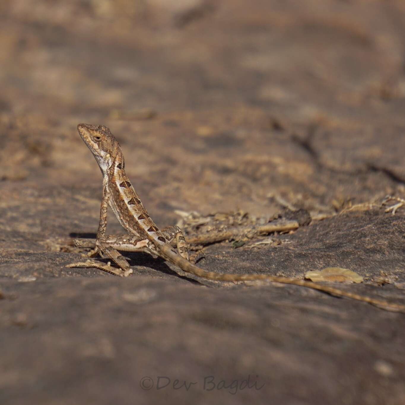 Image of Sitana spinaecephalus Deepak, Vyas & Giri 2016