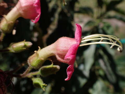 Image of Nicotiana tomentosiformis Goodspeed