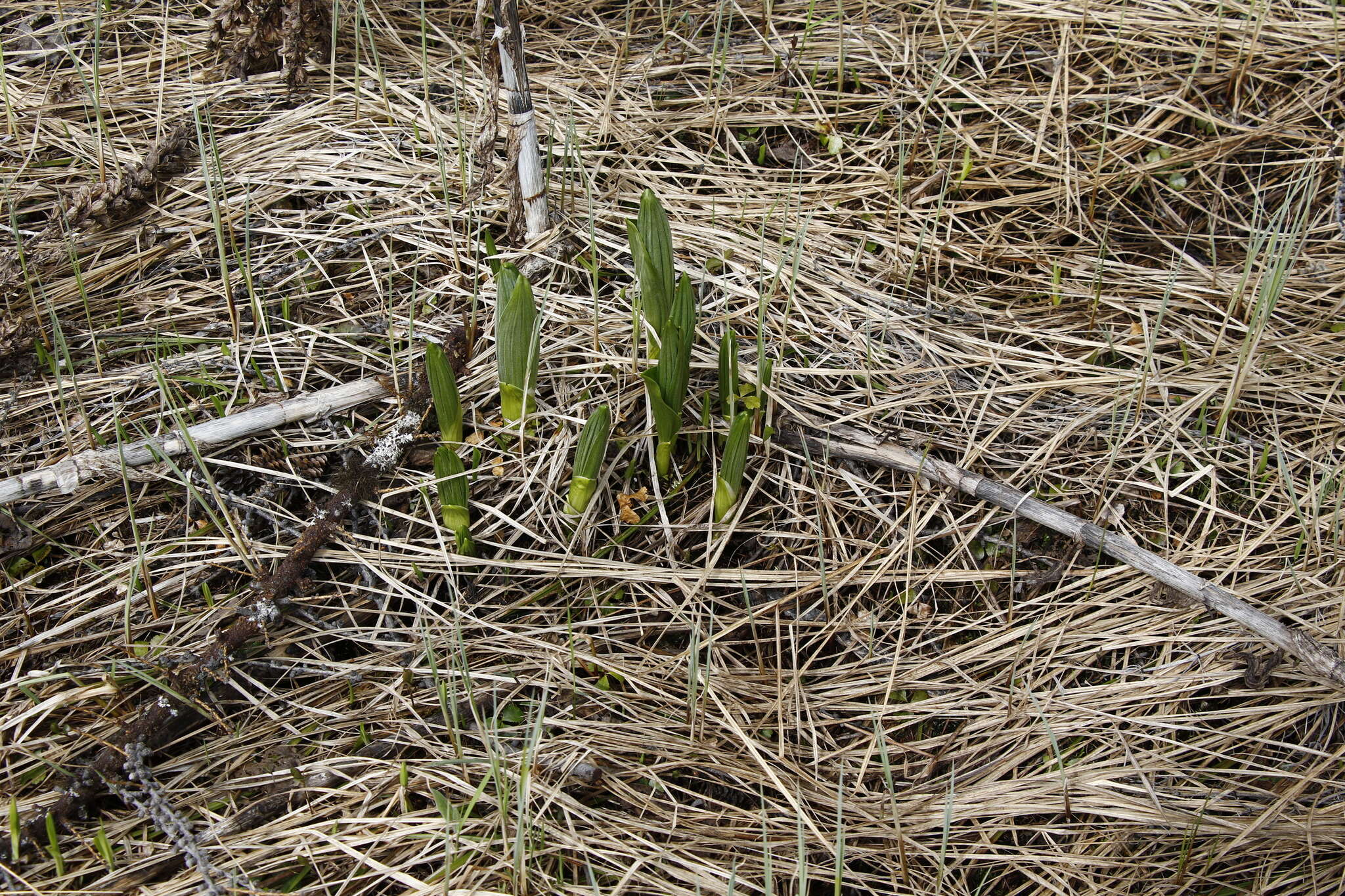 Image of white false hellebore