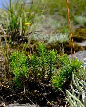 Image of Euryops transvaalensis Klatt