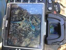 Image of Baja Blue Rock Lizard