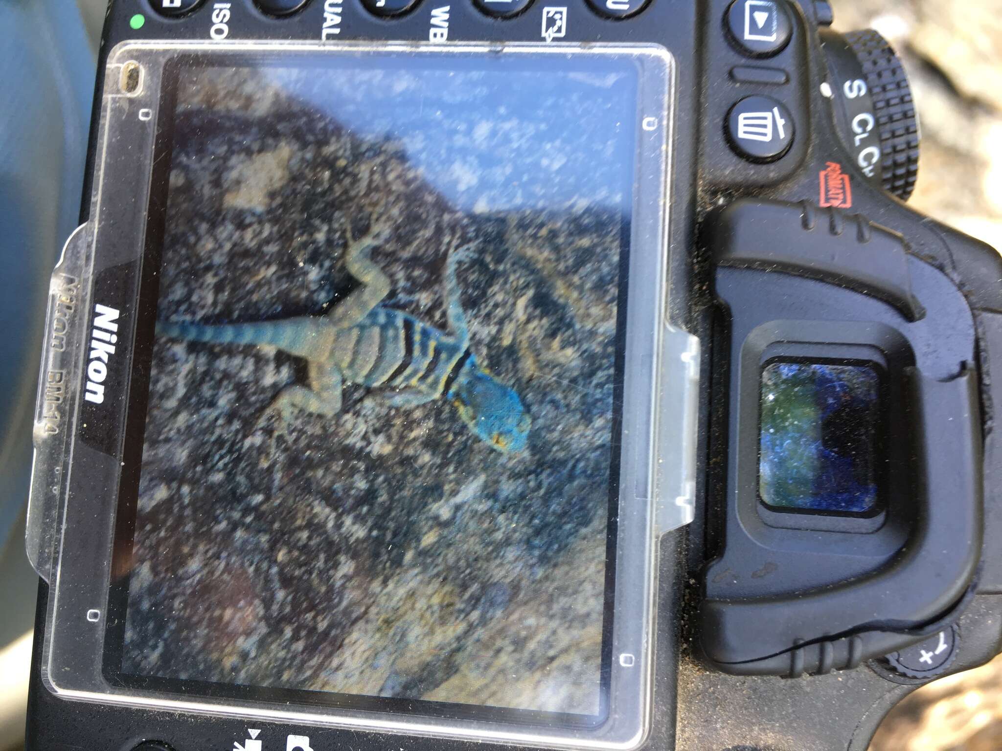 Image of Baja Blue Rock Lizard