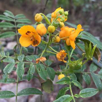 Image de Senna stipulacea (Aiton) H. S. Irwin & Barneby