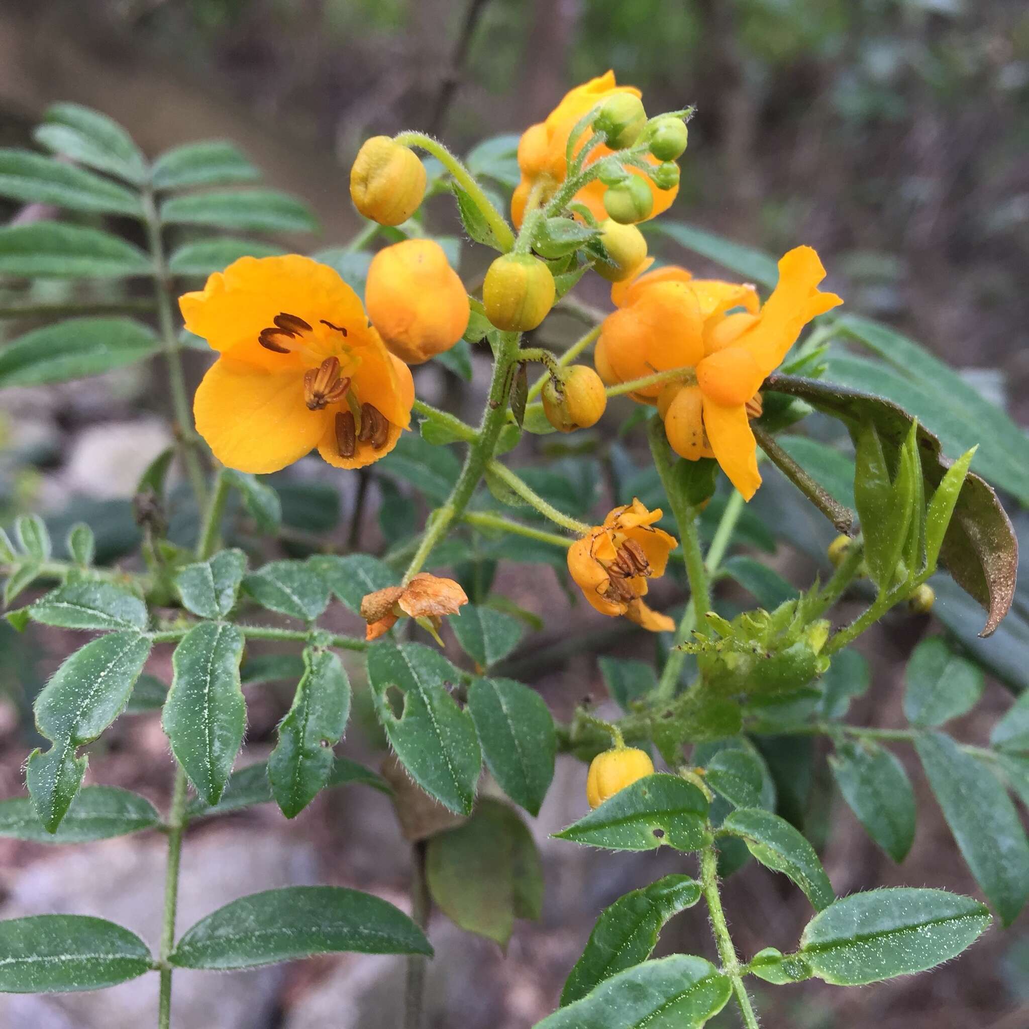 Image of Senna stipulacea (Aiton) H. S. Irwin & Barneby