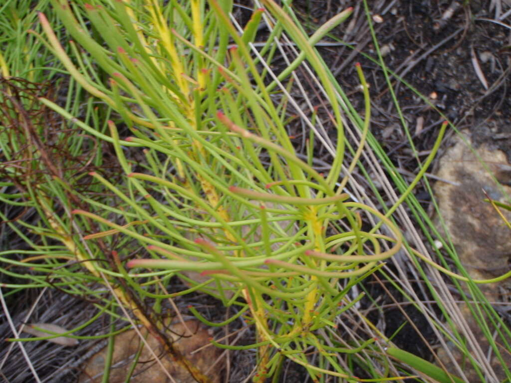 Image of Leucadendron platyspermum R. Br.