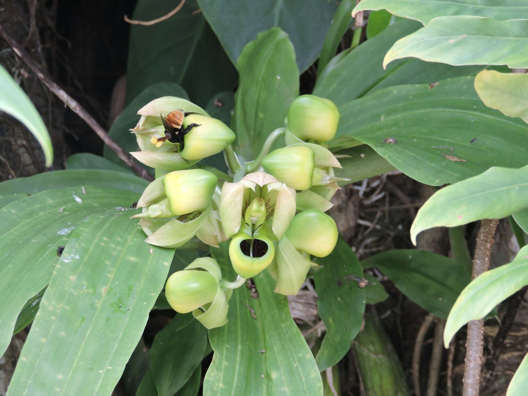 Image of Catasetum integerrimum Hook.