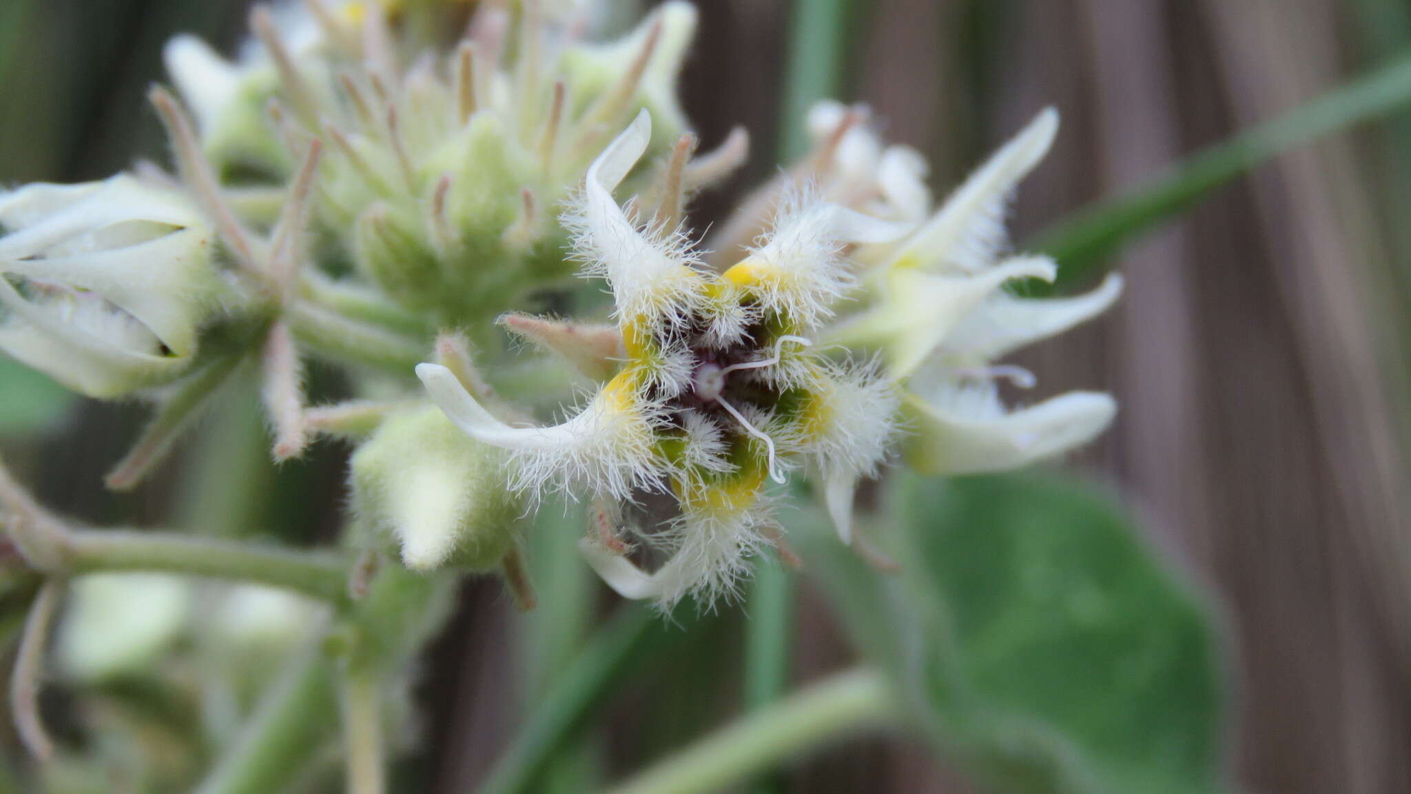 Philibertia tomentosa (Decne.) Goyder resmi