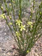 Linum neomexicanum Greene resmi