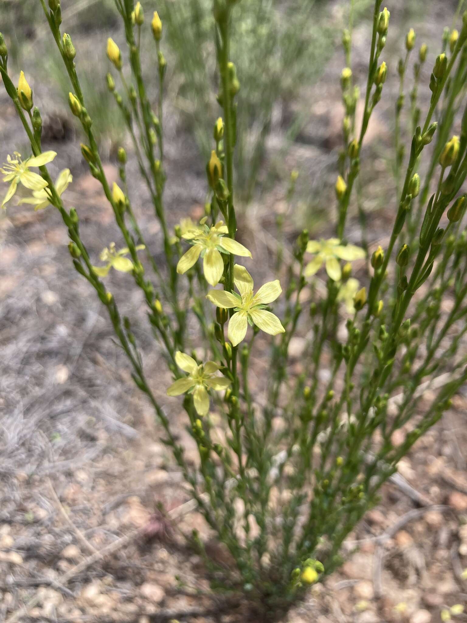 Image of New Mexico yellow flax