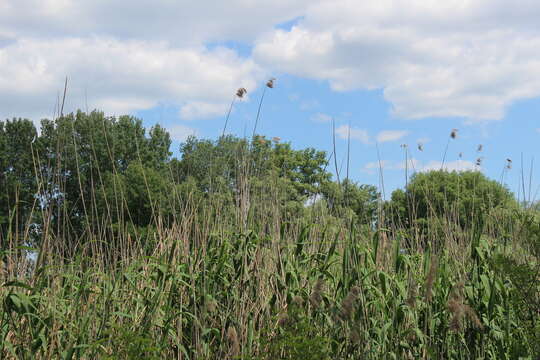 صورة Phragmites australis subsp. isiacus (Arcang.)