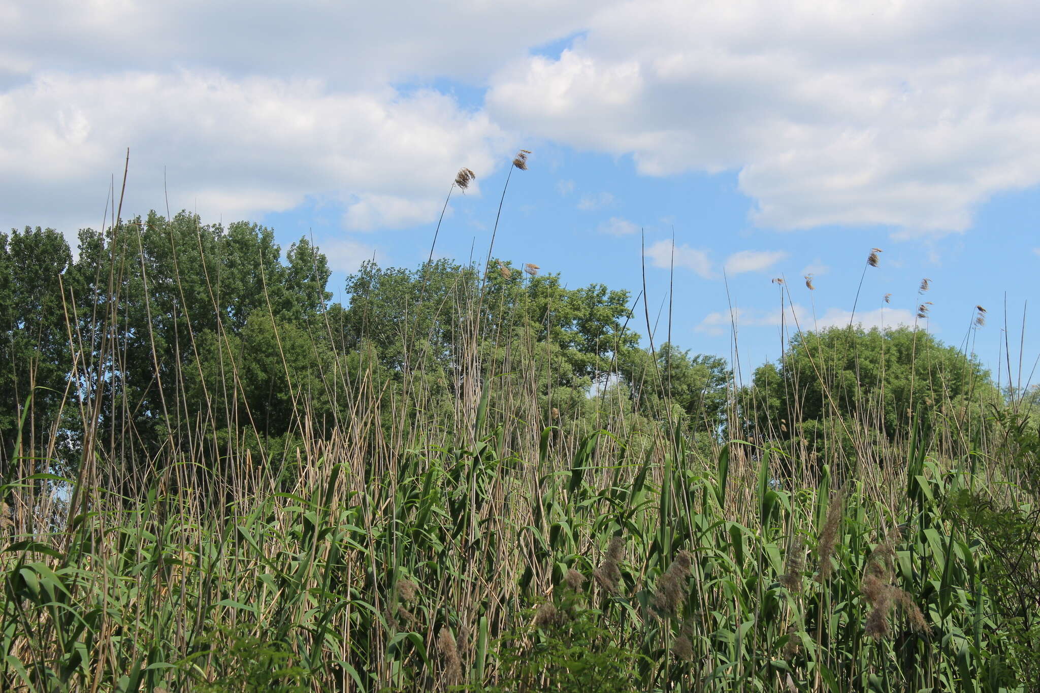 Phragmites australis subsp. isiacus (Arcang.) resmi