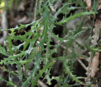 Image of large-toothed euphorbia