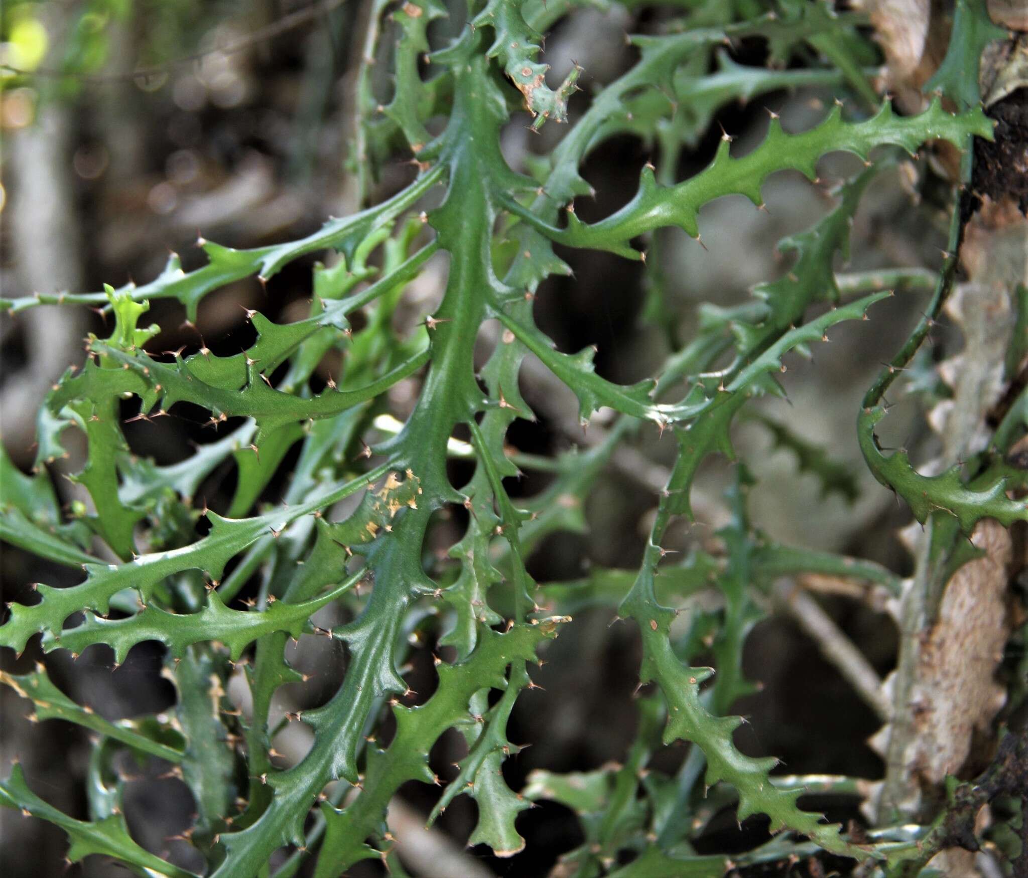 Imagem de Euphorbia grandidens Haw.