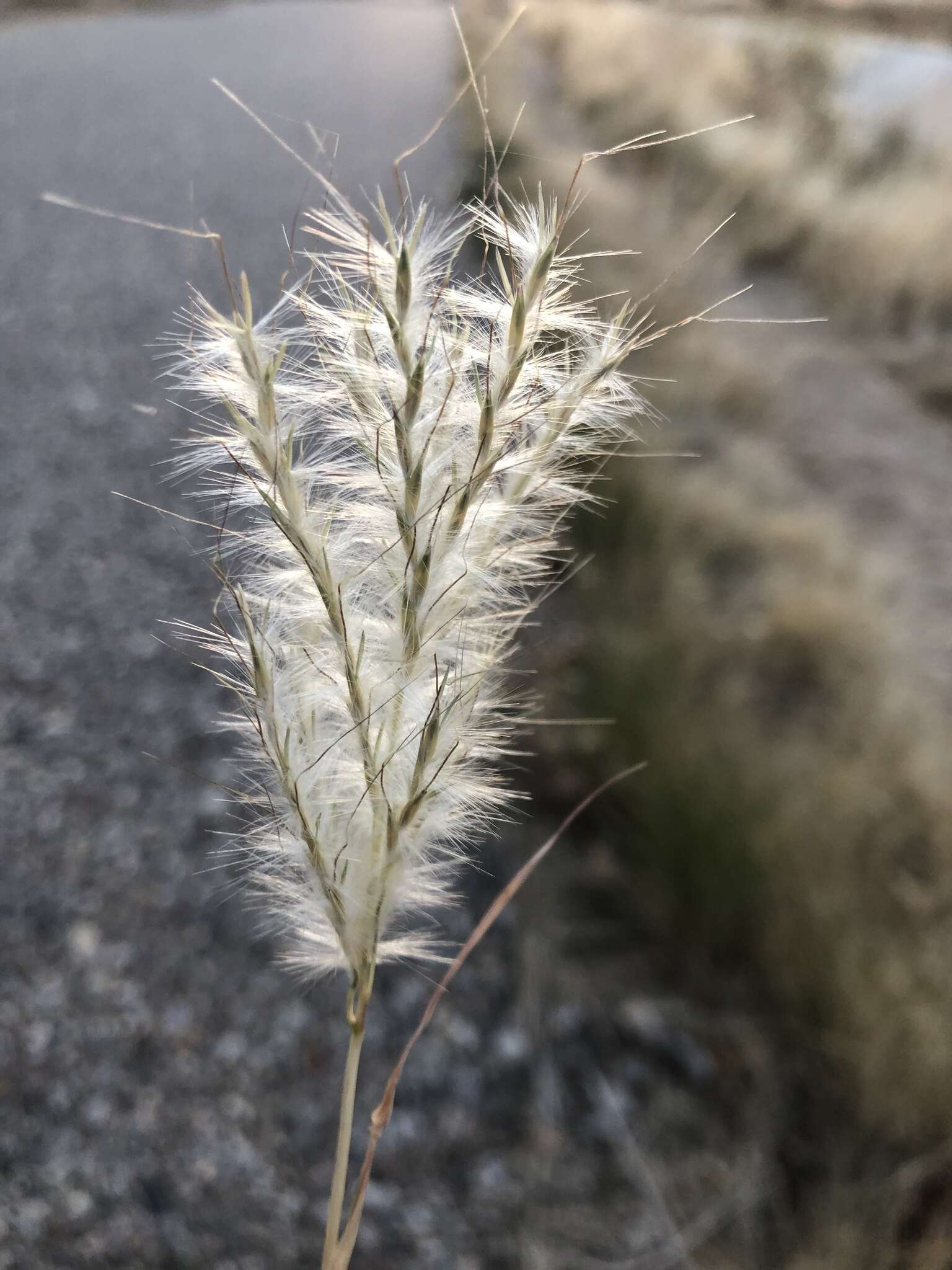 صورة Bothriochloa springfieldii (Gould) Parodi