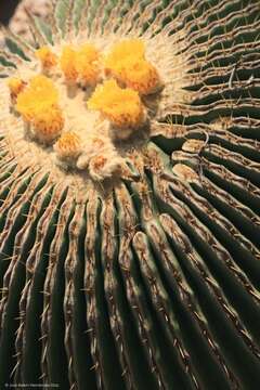 Image of Cactus