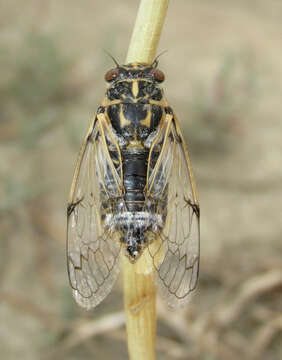 Image of Cicadatra platyptera Fieber 1876