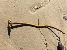 Image of Pterygophora californica