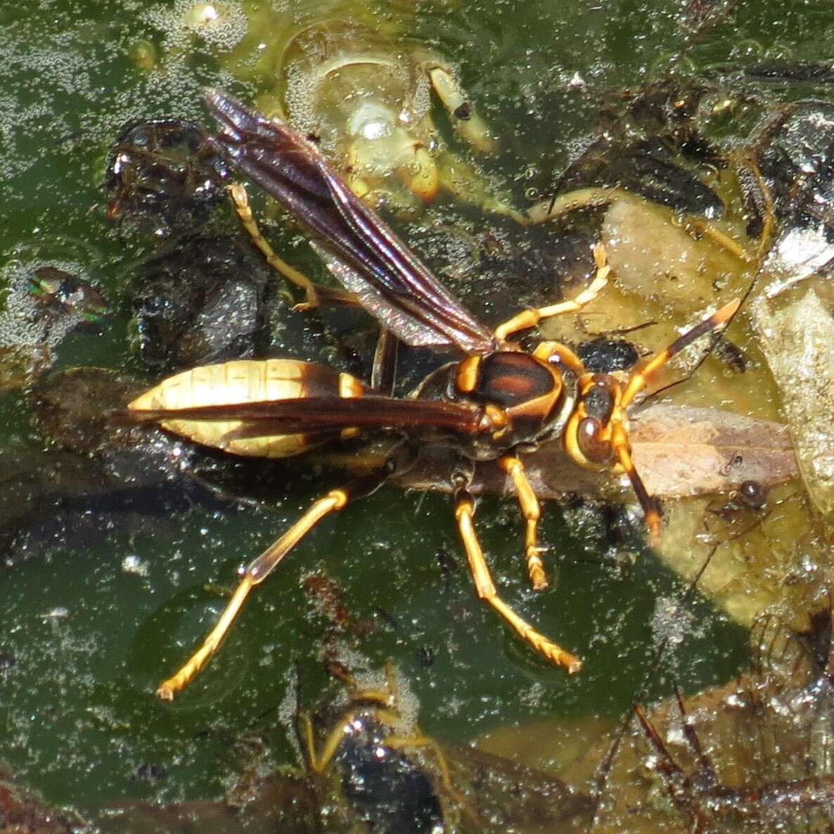 Image of Polistes comanchus de Saussure 1857