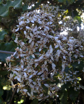 Olearia albida var. angulata (T. Kirk) Allan resmi