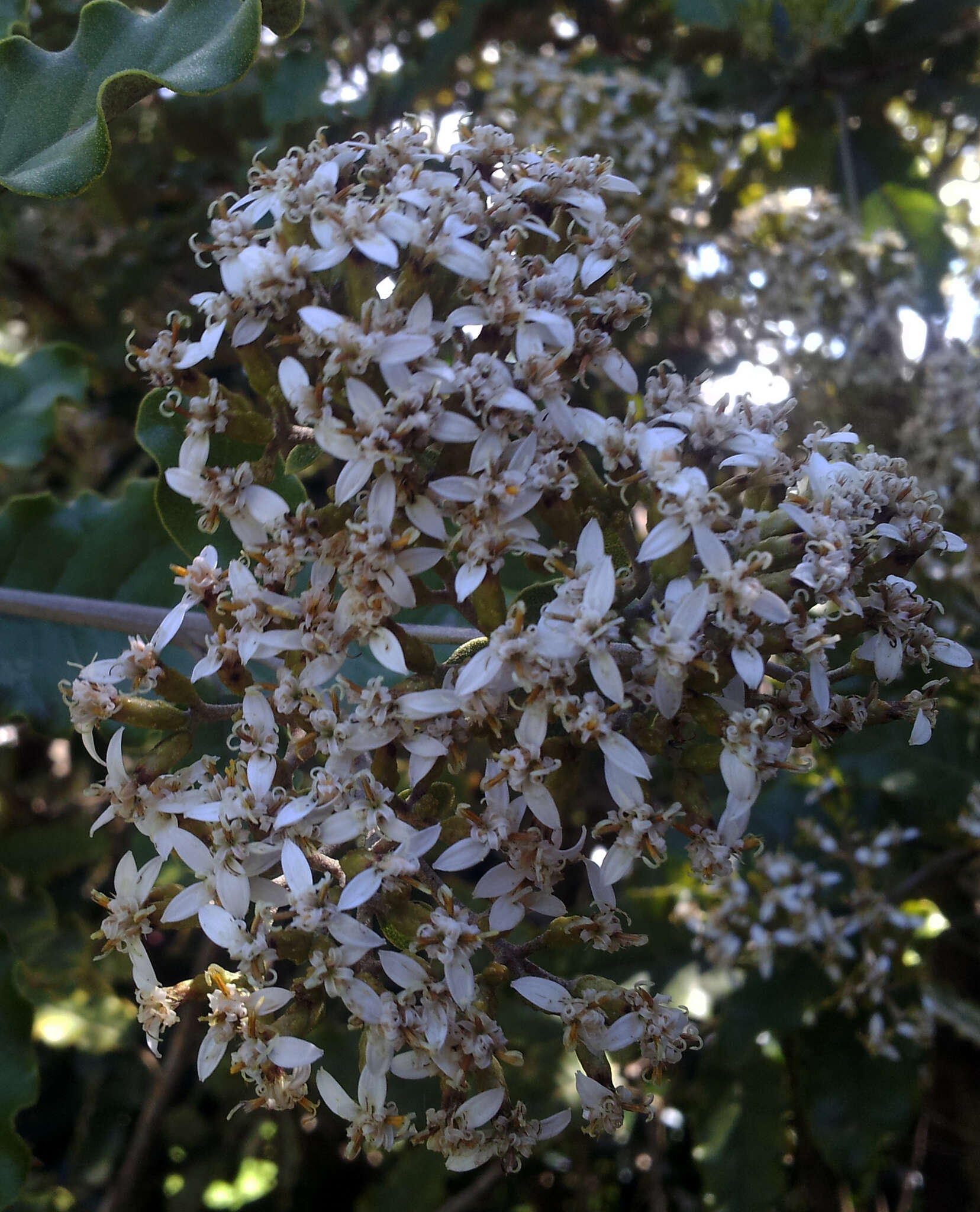 Image de Olearia albida var. angulata (T. Kirk) Allan