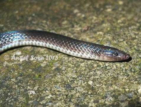 Image of Hoffmann's Earth Snake