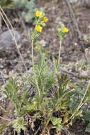 Image de Potentilla pensylvanica L.