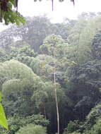 Image of Gray-backed Hawk