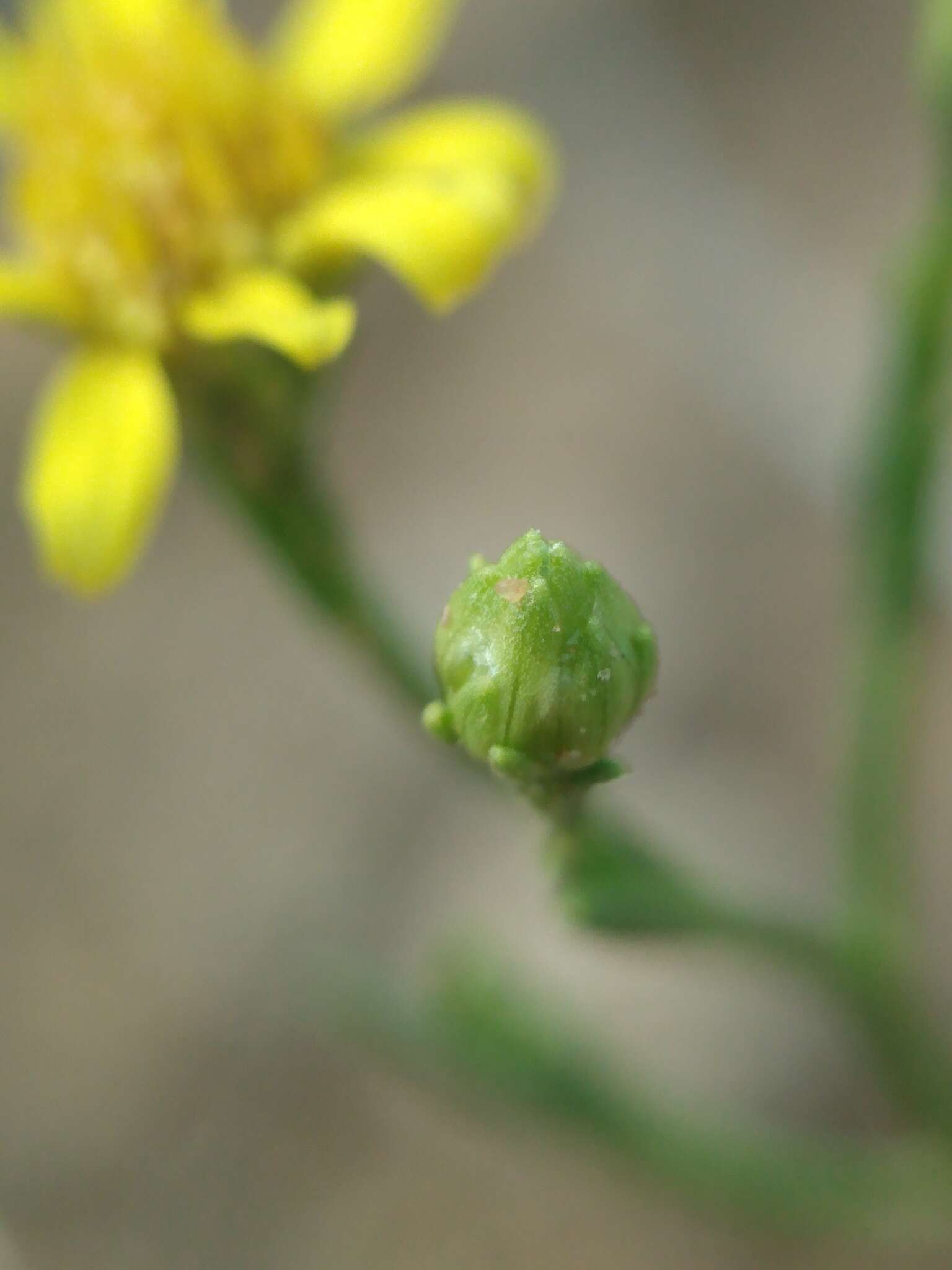 Image of roundleaf snakeweed