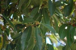 Image de Sideroxylon salicifolium (L.) Lam.