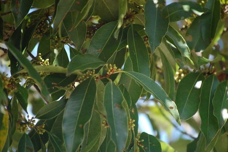 Image de Sideroxylon salicifolium (L.) Lam.