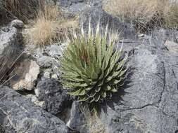 Image of Utah agave