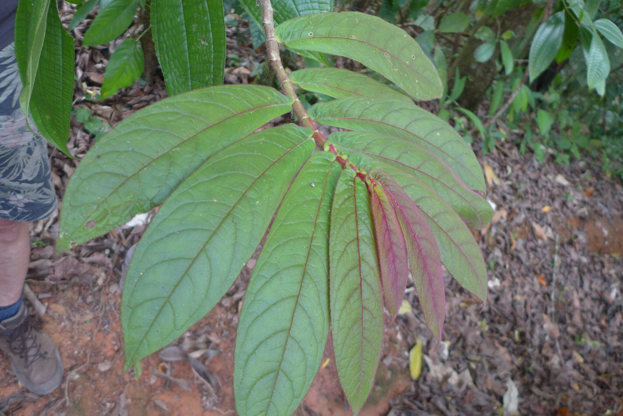 Image of Columnea polyantha (Wiehler) L. E. Skog