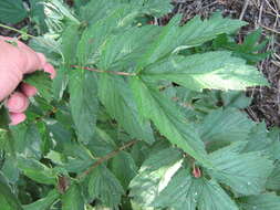 Image of Filipendula stepposa Juzepczuk