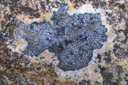 Image of lecidea lichen