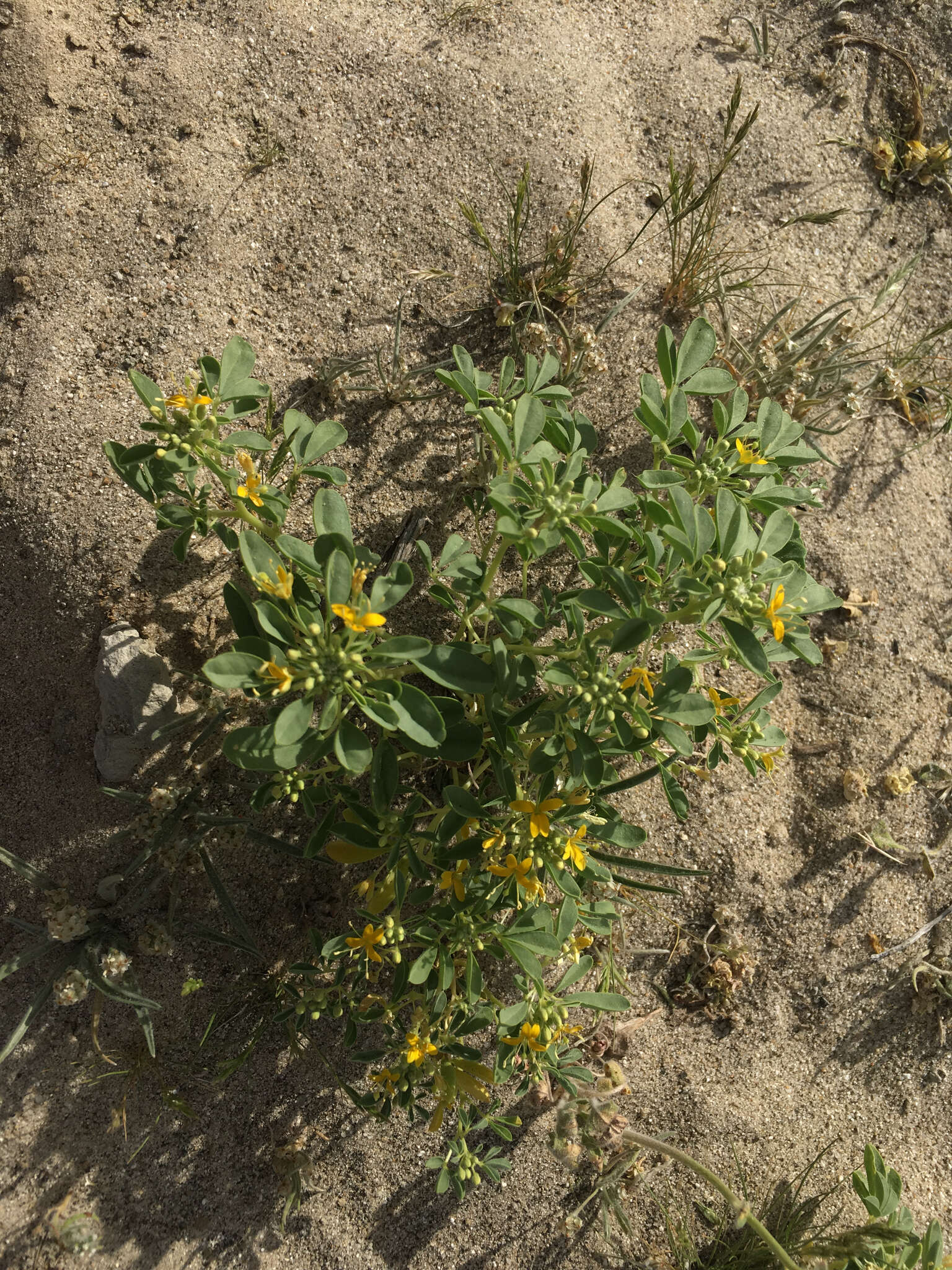 Image of Mojave cleomella