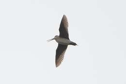 Image of Pin-tailed Snipe