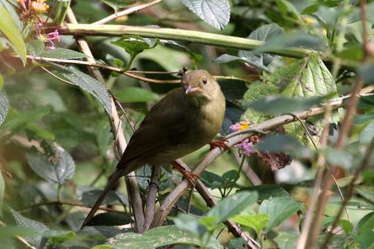 Image of Little Greenbul