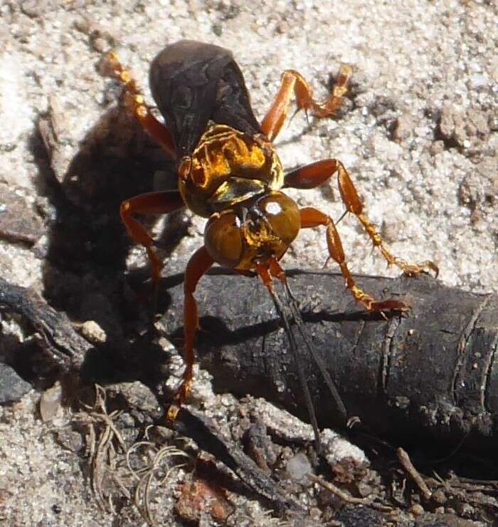 Image of Golden cricket wasp