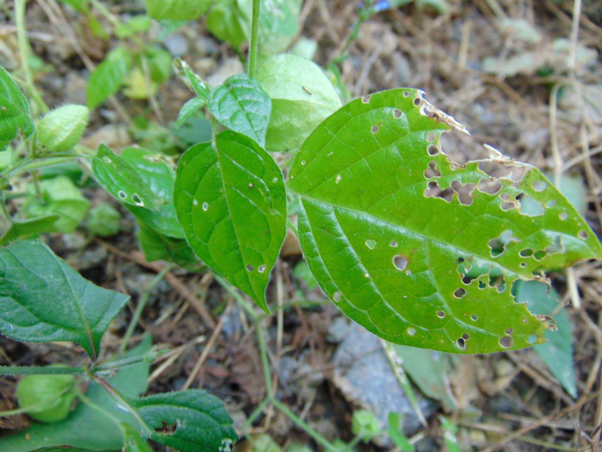 Image of Nicandra Adans.