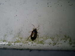 Deraeocoris lutescens (Schilling 1837)的圖片