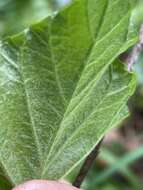 Image of largeroot morning-glory