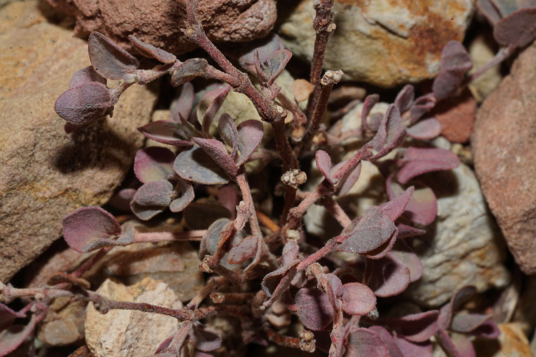 صورة Euphorbia cinerascens Engelm.