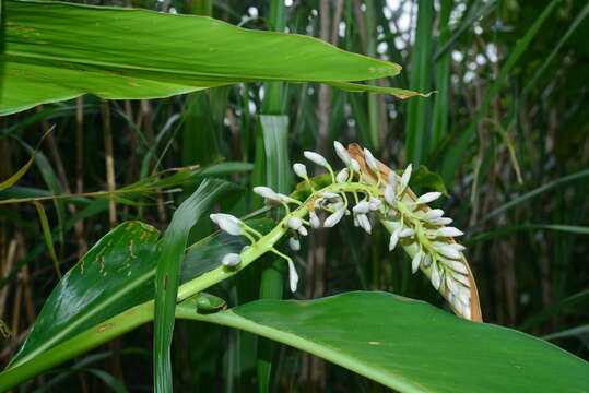 Image of Alpinia formosana K. Schum.