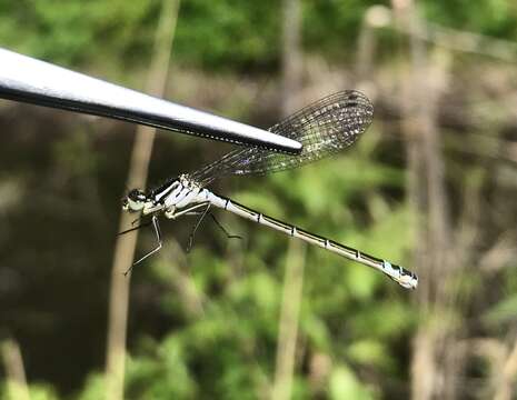 Plancia ëd Coenagrion lunulatum (Charpentier 1840)