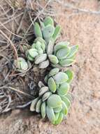 Image of Crassula lanuginosa Harv.