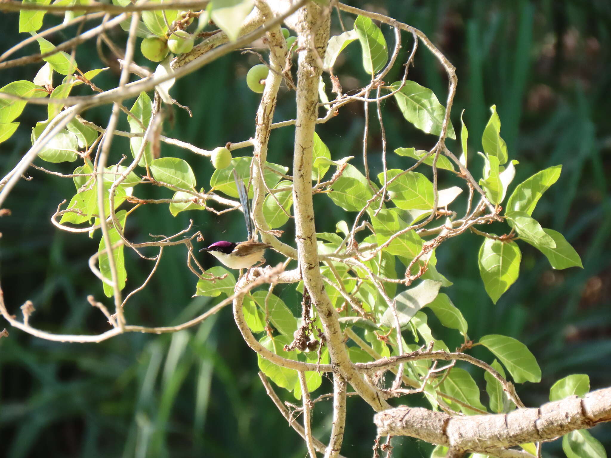 Image of Lilac-crowned Wren